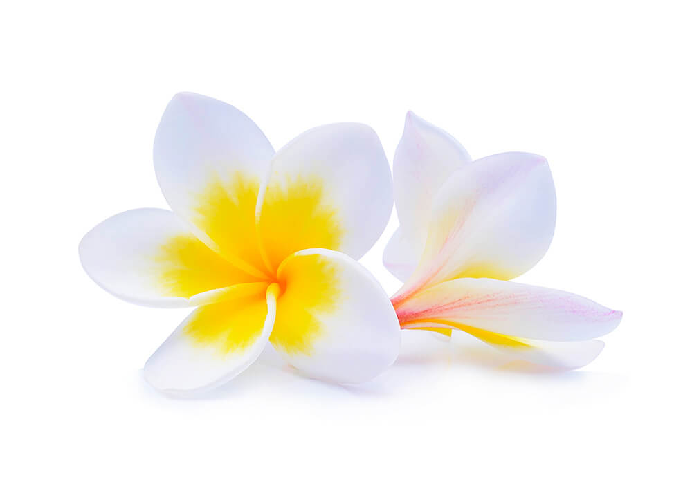 frangipani